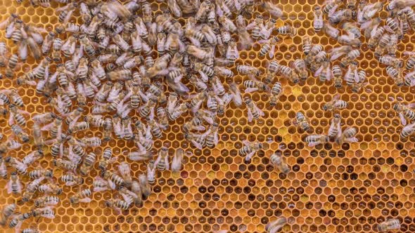 Bees Working on Honey Cells in Beehive Timelapse