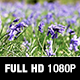 Bluebells in a Field - VideoHive Item for Sale