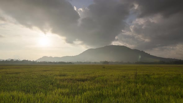 Sunrie at paddy field with background Bukit Mertajam hill.