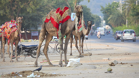 Camels