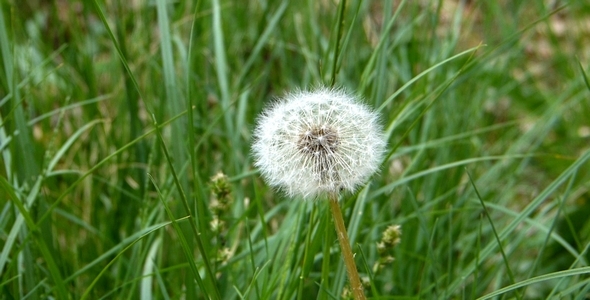 Dandelion and Wind 1
