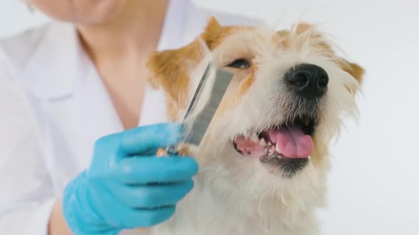 Doctor combing a Jack Russell Terrier on a white background