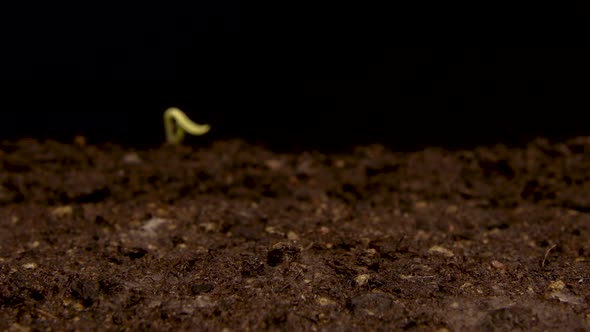 TIME LAPSE - Sunflowers sprouting from soil, studio, black background, zoom out