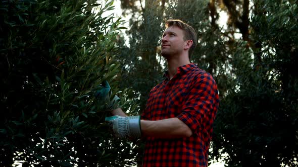 Man examining olives on plant in farm