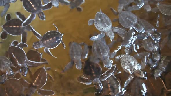 KOSGODA, SRI LANKA - MARCH 2014: The view of baby turtles swimming in a pool. Kosgoda Lagoon is perf