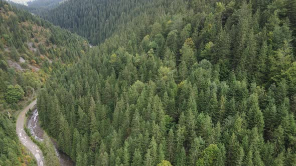 Trees in the Mountains Slow Motion. Aerial View of the Carpathian Mountains in Autumn. Ukraine