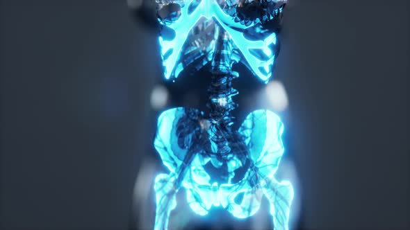 Human Body Skeleton Anatomy Scan