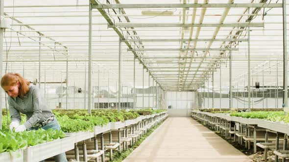 Back View of Farm Workers Pushing a Cart and Carry a Box with Green Salad