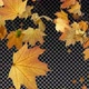 Maple Tree Branches and Falling Leaves - Transparent Background - VideoHive Item for Sale