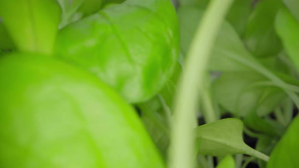 Close Up Video of Growing Microgreen Sprouts