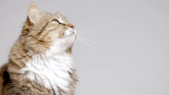 cute cat lying on gray studio background, fluffy Siberian cat looking up