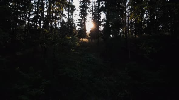 Sun Shining Through Forest Trees