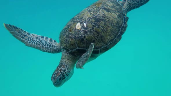 Sea turtle on Redang Island, Malaysia. Eating Squid