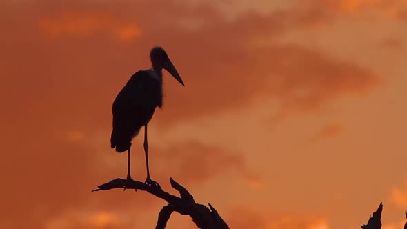 Marabou stork in Kruger National park, South Africa