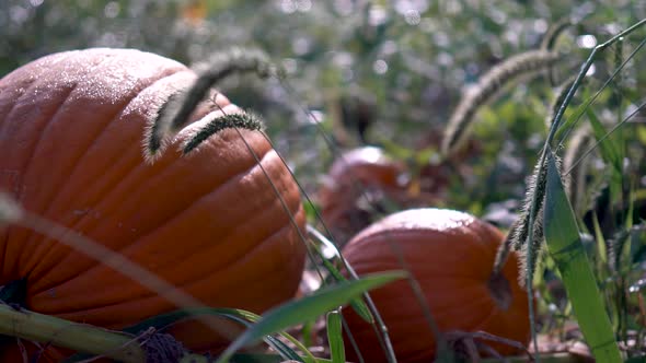 Extreme closeup with dolly motion to the left of large pumpkins on their withering vines in a field