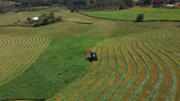 Aerial View Of Pull-Type Forage Harvester Cutting Green Grass On Farm For Silage Production.