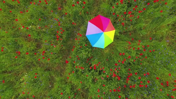 View From Above of Cute Young Girl Under Colorful Umbrella Dancing in a Poppy Field Smiling Happily