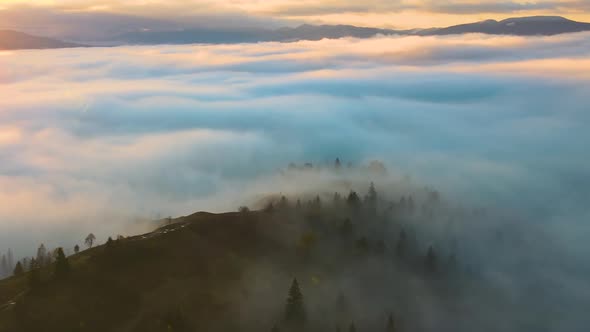 Aerial view of colorful landscape above foggy forest with pine trees covering mountain hills