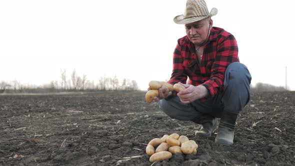 Senior Man Harvesting Potato in the Vegetable Garden