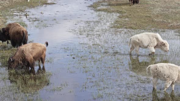Bison heard grazing in shallow pond with two Albinos