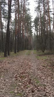 Vertical Video of a Road in the Forest Slow Motion