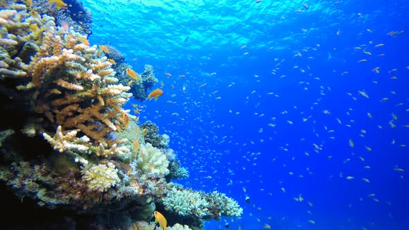 Tropical Coral Underwater Garden Life