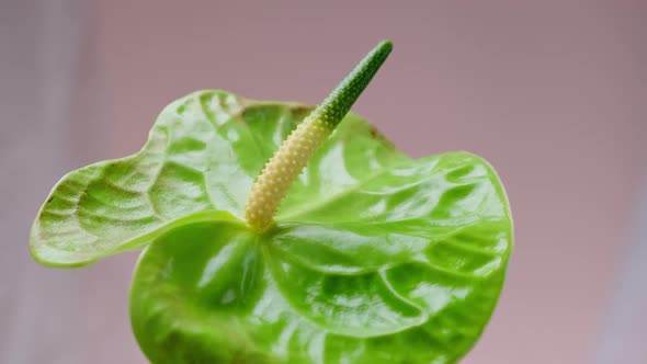 Beautiful Exotic Anthurium Flower Close Up View