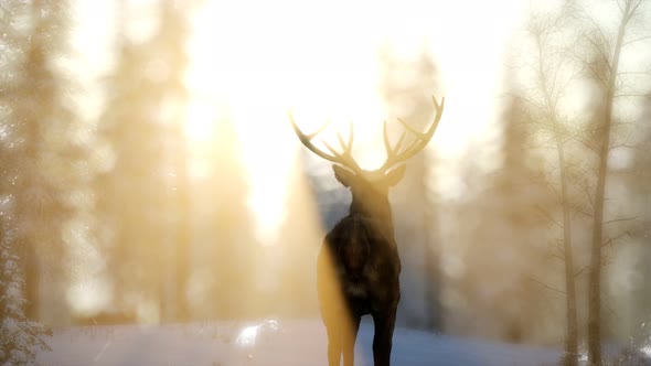 Proud Noble Deer Male in Winter Snow Forest