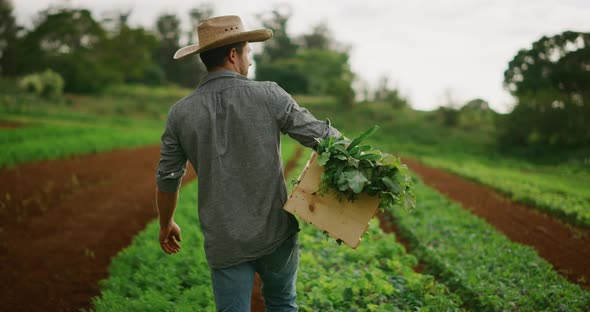 Farmer walking on his farm