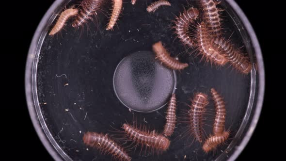 Larva of Beetle Dermestes Lardarius Under a Microscope of Family Dermestidae