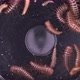 Larva of Beetle Dermestes Lardarius Under a Microscope of Family Dermestidae - VideoHive Item for Sale