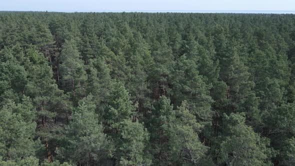 Green Pine Forest By Day Aerial View