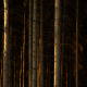 Forest Ambience at Night