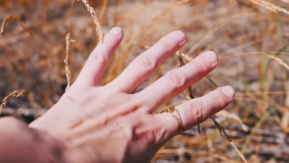 Female Hand Touching the Growing Ears of Wheat in the Rays of Sunlight at Sunset