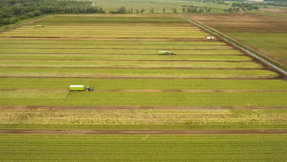 Field with Rows of Salad