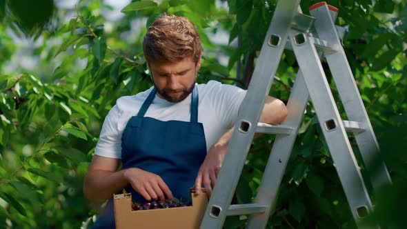 Man Farmer Cherry Box in Green Countryside Plantation