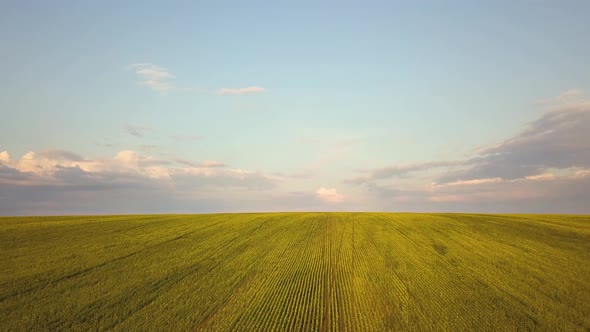 Aerial view of bright green agricultural farm field with growing rapeseed plants.