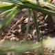 Ants on Ground Macro - VideoHive Item for Sale