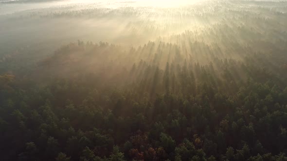 Flying Over Foggy Forest During Sunrise, Sun Shining Everywhere, Aerial Shot