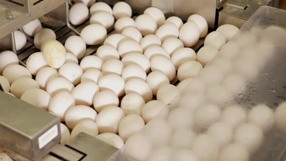 Chicken eggs on conveyor belt in food production factory