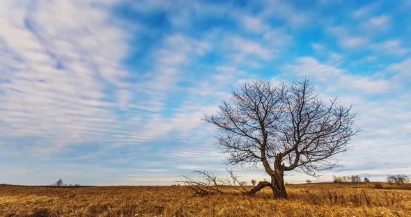 Clouds Moving Forward Over Field with a Tree