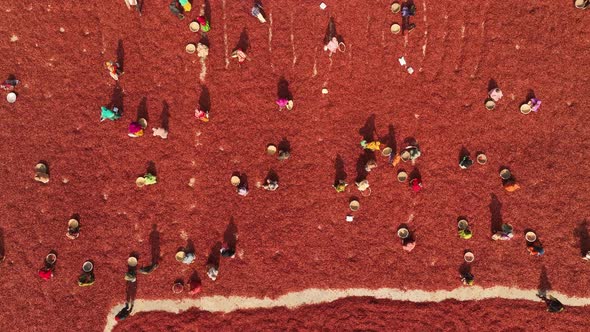 Aerial view of few people working in farm, Sariakandi, Rajshahi, Bangladesh..