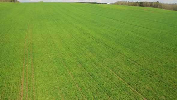 Slow Flight Over a Green Sown Field