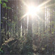 Sun in the Forest - VideoHive Item for Sale