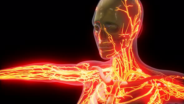 Science Anatomy of Human Blood Vessels alt