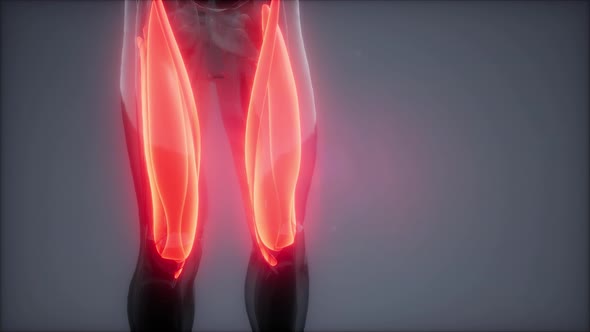 Thigh Muscles - Visible Muscle Anatomy Map alt