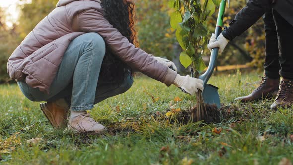 Closeup Group People Students Activists Planting Tree in Autumn Park Take Care Environment Natural