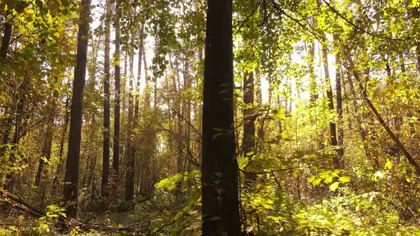 Forest Beautiful Landscape in an Autumn Day