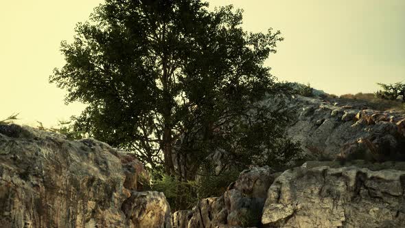 Big Tree Growing on Rocks at the Top of the Mountain