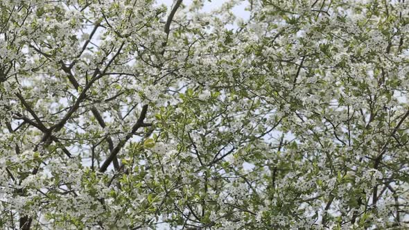 White Prunus Cerasus Blossoms Against Blue Sky Early Spring